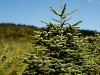 Noël 2020 : une vente éphémère de sapins de Noël bios organisée par Mon Petit Coin Vert
