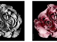 Fleurs, l'expo photo en plein air de Stéphane de Bourgies à découvrir dans le quartier du Marais