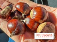 Fruit d'automne : marron ou châtaigne, comment reconnaître les fruits comestibles en forêt