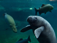 Le Parc Zoologique de Paris accueille une nouvelle pensionnaire aquatique