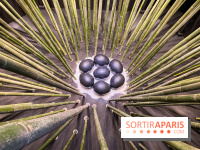 Black Bamboo de Nils-Udo à la Fondation EDF