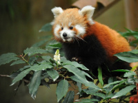 La Ménagerie du jardin des Plantes