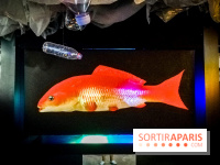 Mythologies du poisson rouge, l'exposition de l'Appart Renoma, nos photos