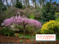 Cerisiers en fleurs à paris et aux alentours - Parc Montsouris