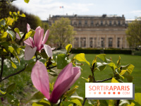 Cerisiers en fleurs à paris et aux alentours - Palais Royal