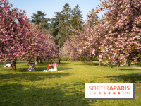 Le Parc de Sceaux et ses cerisiers en fleurs
