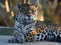 Nocturnes du Parc Zoologique de Paris
