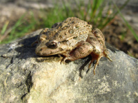 crapaud 