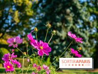 fleurs nature visuels actualités