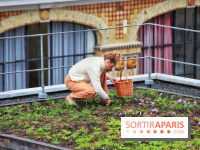 Des ateliers hors du temps pour cultiver le safran sur les toits de Paris