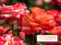 Photos : La Roseraie du val-de-Marne