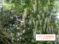 Arboretum de la Vallée-aux-Loups, une balade au milieu des arbres remarquables