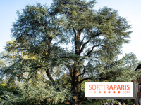 Arboretum de la Vallée-aux-Loups, une balade au milieu des arbres remarquables