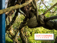 Arboretum de la Vallée-aux-Loups, une balade au milieu des arbres remarquables
