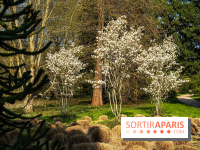 Arboretum de la Vallée-aux-Loups, une balade au milieu des arbres remarquables