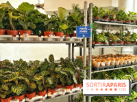 Plantes pour Tous, les prochaines ventes de plantes à partir de 2€ à Paris