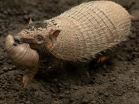 Bébés tatous parc zoologique