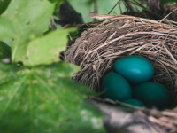 Chasse aux oeufs la Faisanderie de Sénart