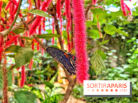 Serre Papillons - La Queue-lez-Yvelines