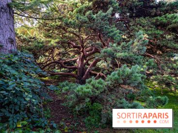 Le Jardin Alpin caché du Jardin des Plantes