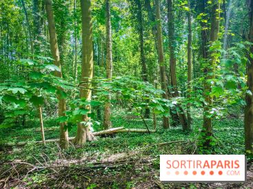 Le Hangar Y à Meudon, nos photos - forêt 