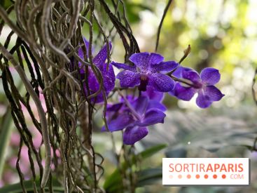 Orchidées - jardin des plantes
