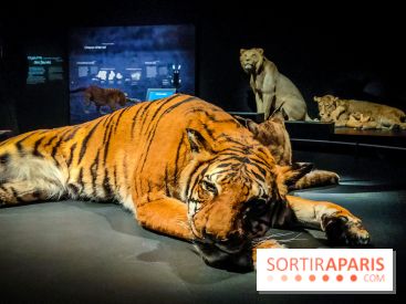 Félins, l'exposition qui nous fait craquer au Muséum national d'Histoire naturelle - photos - IMG20230321102113