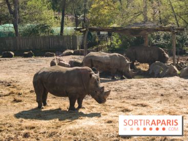 Zoo de Thoiry 2023 - Rhinocéros