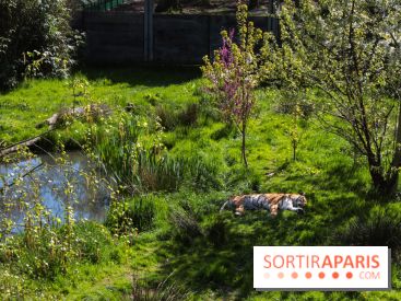 Zoo de Thoiry 2023 - Tigre