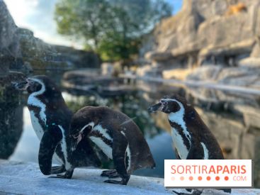 Nocturnes au Parc Zoologique de Paris - IMG 3481