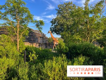 Nocturnes au Parc Zoologique de Paris - IMG 3513