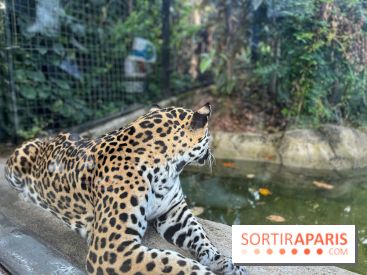 Nocturnes au Parc Zoologique de Paris - IMG 3532