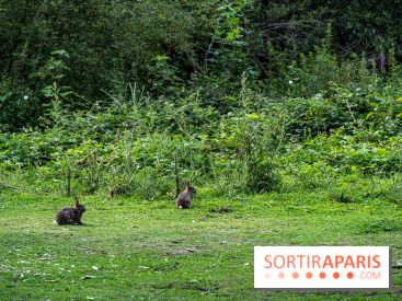 Base de loisirs de Saint-Quentin-en-Yvelines - Ile de loisirs de Trappes - activités