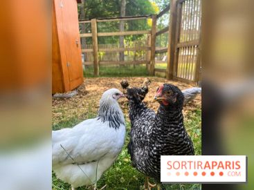 La ferme de la Villette et ses animaux - image00032