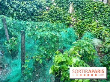 Vignes vendanges - visuels - image00016