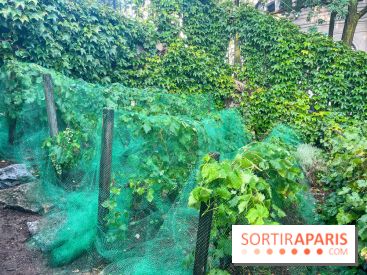 Vignes vendanges - visuels - image00018