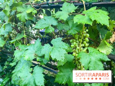 Vignes vendanges - visuels