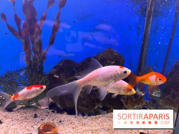 La Maison de la Pêche et de la Nature - image00014