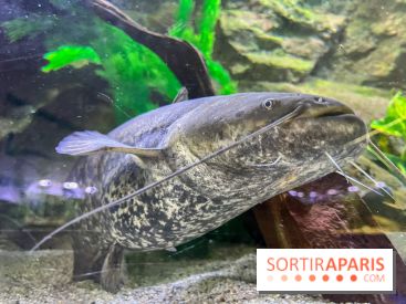 La Maison de la Pêche et de la Nature - image00019