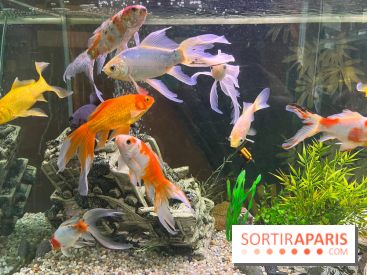 La Maison de la Pêche et de la Nature - image00003