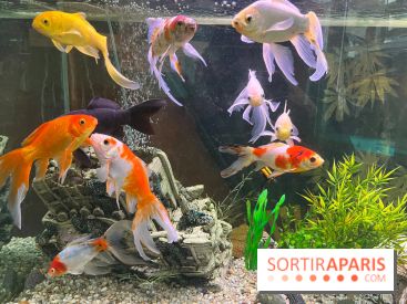 La Maison de la Pêche et de la Nature - image00004