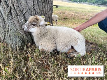 La ferme de Saint-Cyr l'Ecole - image00073
