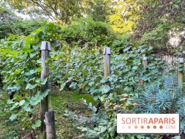 Vignes de Belleville - image00007