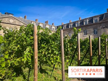 Vignoble Hôtel de Ville - IMG 9237