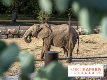 Les lodges de Thoiry - dormir à Thoiry en Terres d'Afrique - Photos -  A7C3299
