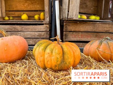 Automne au Potager du Roi - Citrouilles - Halloween