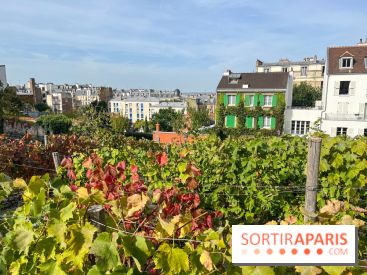 Vignes Montmartre