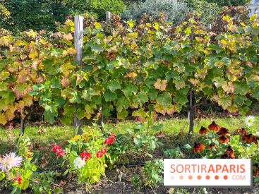 Vignes Montmartre