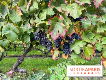 Vignes Montmartre - image00008