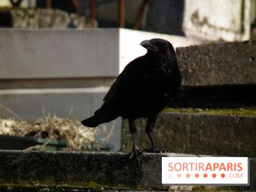 Le Père Lachaise, le cimetière le plus mythique de Paris et ses tombes de personnalités célèbres